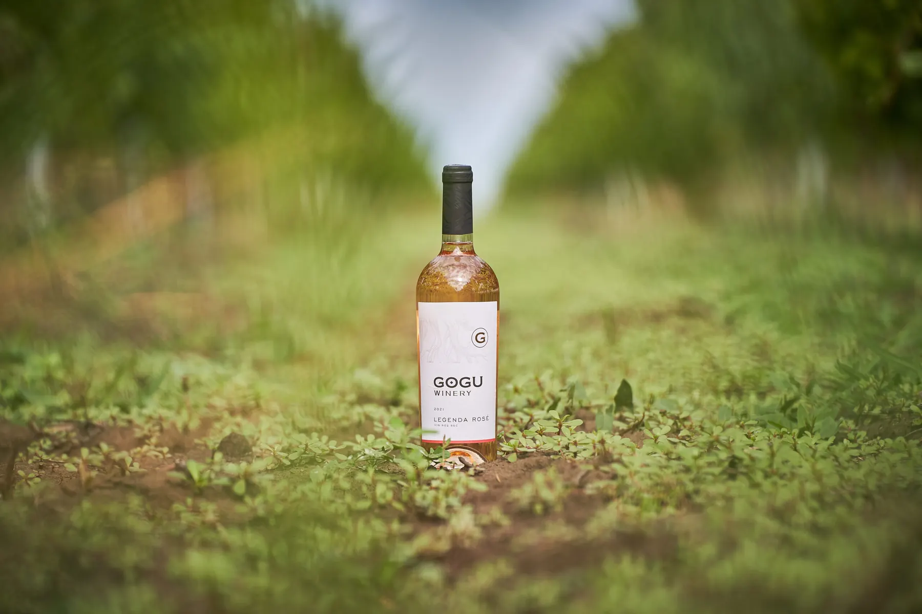 A bottle of Gogu rosé standing between rows of vines